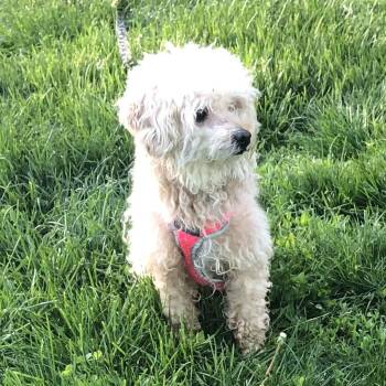 Poodle Dogs Available for Adoption in Port Barrington, Illinois - Dreamy  | PetCurious