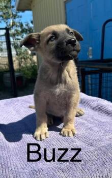 Buzz -  Husky Dog for Adoption in Yellowknife, Northwest Territories - Buzz | PetCurious