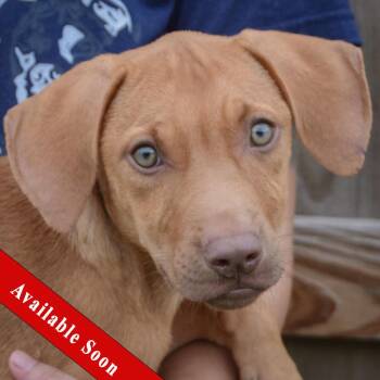 Salem -  Vizsla and Labrador Retriever Dog for Adoption in Huntley, Illinois - Salem | PetCurious