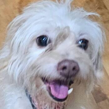 Lalo -  Terrier Dog for Adoption in Calgary, Alberta - Lalo | PetCurious