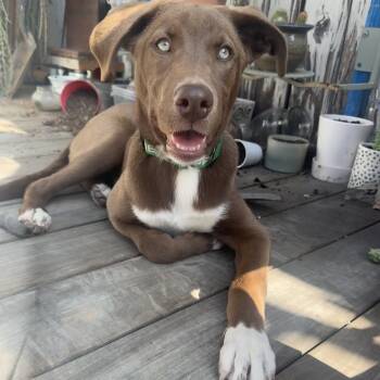 Rescue Chocolate Labrador Retriever and Vizsla Dogs for Adoption in Long Beach, California - Mocha | PetCurious