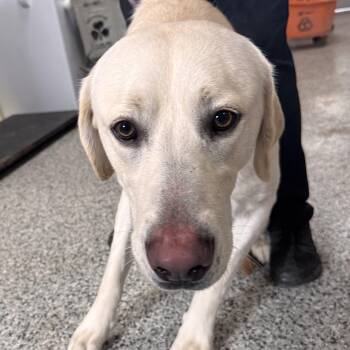 Yellow Labrador Retriever Dogs Available for Adoption - Butters | PetCurious