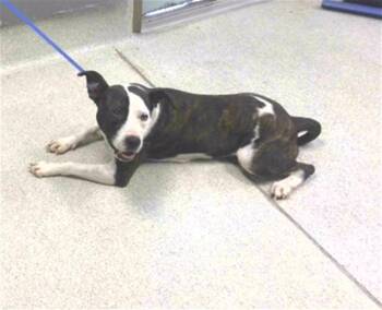 PENNY -  American Staffordshire Terrier and Mixed Breed Dog for Adoption in Tallahassee, Florida - PENNY | PetCurious