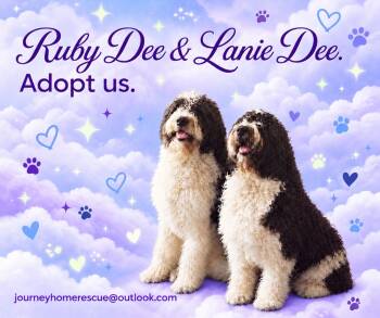 Ruby Dee -  Saint Bernard and Poodle Dog for Adoption in East Wenatchee, Washington - Ruby Dee | PetCurious