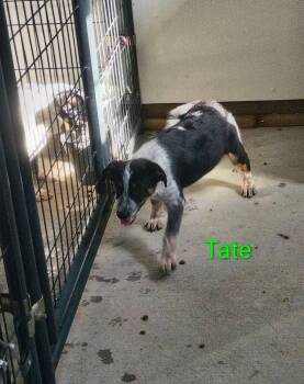 Tate -  Beagle and Australian Cattle Dog Blue Heeler Dog for Adoption in Stover, Missouri - Tate | PetCurious