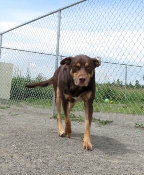 Lafayette/Reddington -  Doberman Pinscher and Labrador Retriever Dog for Adoption in Van Wert, Ohio - Lafayette/Reddington | PetCurious
