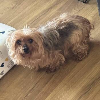 Yorkshire Terrier Dogs Available for Adoption in Hartland, Wisconsin - Caneel-Foster Home Needed | PetCurious