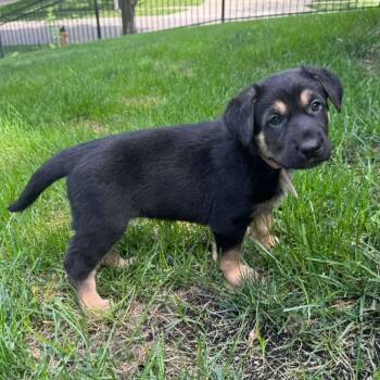 Babbling Brooke -  German Shepherd Dog and Mixed Breed Dog for Adoption in Olathe, Kansas - Babbling Brooke | PetCurious