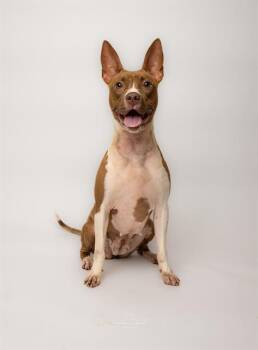 VICTORIA -  Mixed Breed Dog for Adoption in Charlotte, North Carolina - VICTORIA | PetCurious