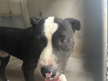 Rescue Pit Bull Terrier Dogs for Adoption in San Bernardino, California - PAPAS | PetCurious