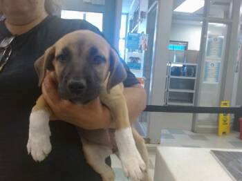 A480303 -  German Shepherd Dog Dog for Adoption in Oklahoma City, Oklahoma - A480303 | PetCurious