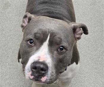 Staffordshire Bull Terrier and Mixed Breed Dogs Available for Adoption in Omaha, Nebraska - LUISA | PetCurious