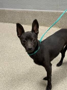 BORG -  Chihuahua Dog for Adoption in Las Vegas, Nevada - BORG | PetCurious
