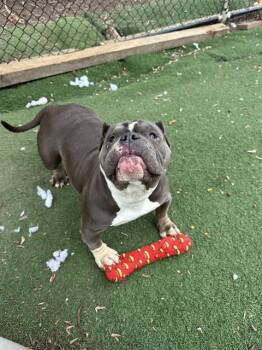 LOLA -  Pit Bull Terrier Dog for Adoption in Fremont, California - LOLA | PetCurious
