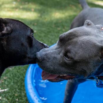 Maracas -  Pit Bull Terrier Dog for Adoption in Baltimore, Maryland - Maracas | PetCurious