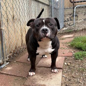 Ninja -  American Bulldog Dog for Adoption - Ninja | PetCurious