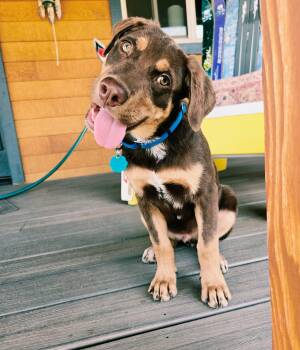 Benny -  Catahoula Leopard Dog Dog for Adoption in Pagosa Springs, Colorado - Benny | PetCurious