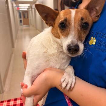 Maisie -  Jack Russell Terrier and Mixed Breed Dog for Adoption in Bristol, Indiana - Maisie | PetCurious