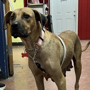 Green Bean -  Black Mouth Cur and American Foxhound Dog for Adoption in East St. Louis, Illinois - Green Bean | PetCurious