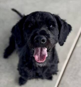 Rescue Poodle Dogs for Adoption in Littlerock, California - Truman | PetCurious