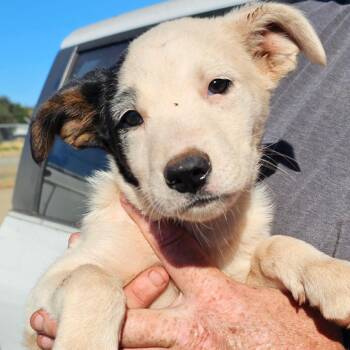 Snap -  Mixed Breed Dog for Adoption in Redwood Valley, California - Snap | PetCurious
