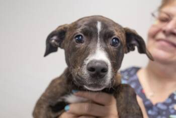 Labrador Retriever Dogs Available for Adoption in Mountain Home, Arkansas - Freedom | PetCurious