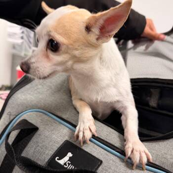Jimmy Choo -  Chihuahua Dog for Adoption in Philadelphia, Pennsylvania - Jimmy Choo | PetCurious