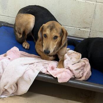 TUSC-Stray-84819_2_3_4 -  Dachshund and Shepherd Dog for Adoption in Tuscaloosa, Alabama - TUSC-Stray-84819_2_3_4 | PetCurious