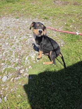 Cesar -  Pit Bull Terrier Dog Available for Adoption in Cleveland, Tennessee - Cesar | PetCurious