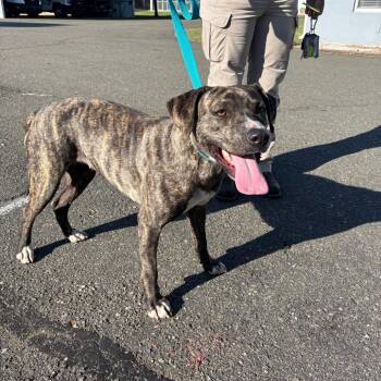 Stray - Durham Rescue Mission -  Pit Bull Terrier and Mixed Breed Dog for Adoption in Roxboro, North Carolina - Stray - Durham Rescue Mission | PetCurious