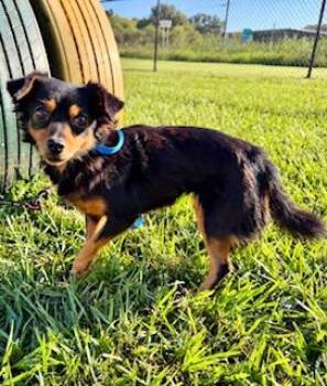 Brianna -  Dachshund and Chihuahua Dog for Adoption in Tifton, Georgia - Brianna | PetCurious