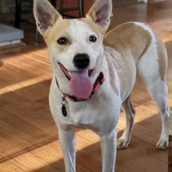 Daisy -  Shepherd Dog for Adoption in Rockville, Maryland - Daisy | PetCurious