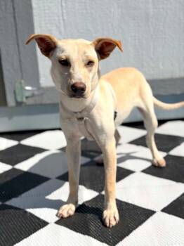 Mixed Breed Dogs Available for Adoption in Savage, Minnesota - Molly - Foster To Adopt | PetCurious