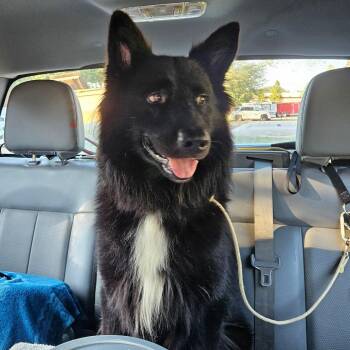 Alex -  Border Collie and Shepherd Dog for Adoption in Lake Jackson, Texas - Alex | PetCurious