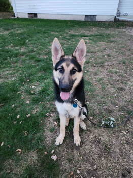 Rescue German Shepherd Dog Dogs for Adoption in Hugo, Minnesota - Koda | PetCurious