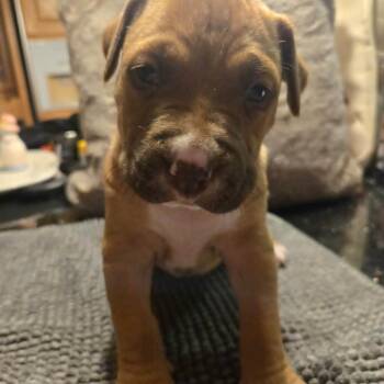 Labrador Retriever and Pit Bull Terrier Dogs Available for Adoption - Chestnut | PetCurious