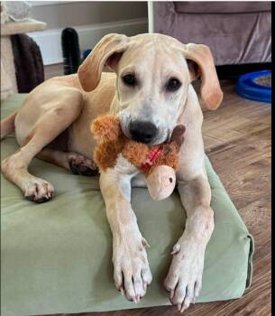 Otis -  Mixed Breed Dog for Adoption in Eutawville, South Carolina - Otis | PetCurious