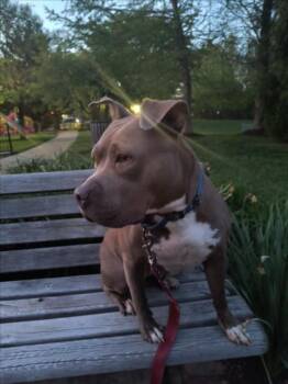 ZINA -  American Staffordshire Terrier Dog for Adoption in Derwood, Maryland - ZINA | PetCurious