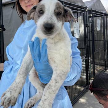 Mr. Fantastic -  Mixed Breed Dog for Adoption in Moab, Utah - Mr. Fantastic | PetCurious