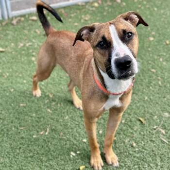 Rescue Boxer and Terrier Dogs for Adoption in Fullerton, Pennsylvania - Daisy | PetCurious