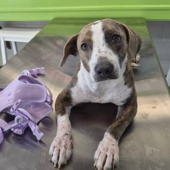 Rescue Shepherd Dogs for Adoption in Montgomery, Alabama - Misty | PetCurious