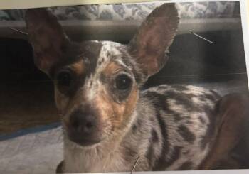 Chihuahua Dogs Available for Adoption - Candy | PetCurious