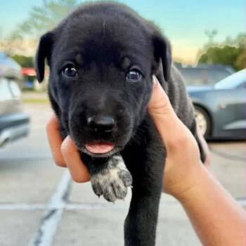 Premier -  Border Collie and Mixed Breed Dog for Adoption in Brainerd, Minnesota - Premier | PetCurious