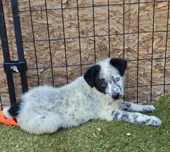 Australian Cattle Dog Blue Heeler and Australian Shepherd Dogs Available for Adoption in Apache Junction, Arizona - Cobalt | PetCurious