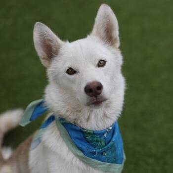 RUTH BABES -  Husky Dog for Adoption in San Antonio, Texas - RUTH BABES | PetCurious