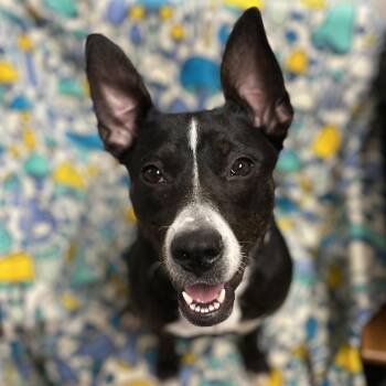 Joy (Sponsored) -  Border Collie and Rat Terrier Dog for Adoption in East St. Louis, Illinois - Joy (Sponsored) | PetCurious