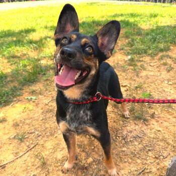Casey -  Mixed Breed Dog for Adoption in Evensville, Tennessee - Casey | PetCurious