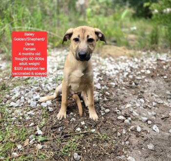 Bailey -  Golden Retriever and Shepherd Dog for Adoption in Oviedo, Florida - Bailey | PetCurious