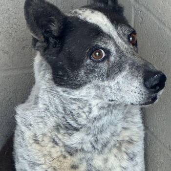 Rocco -  Australian Cattle Dog Blue Heeler Dog for Adoption in Kingman, Arizona - Rocco | PetCurious