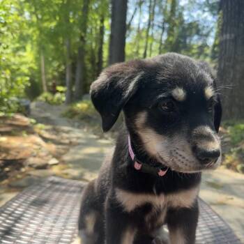 Shepherd and Mixed Breed Dogs Available for Adoption in Raleigh, North Carolina - Daisy Mae | PetCurious